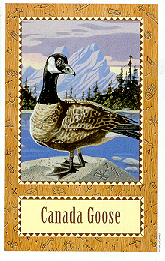 [Canada Goose]
