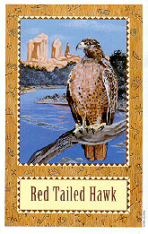 [Red Tailed Hawk]