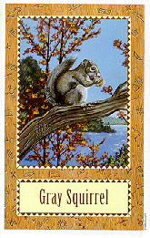 [Gray Squirrel]